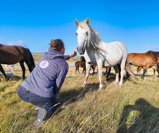 Wildpferde Bosnien Juli 2025
