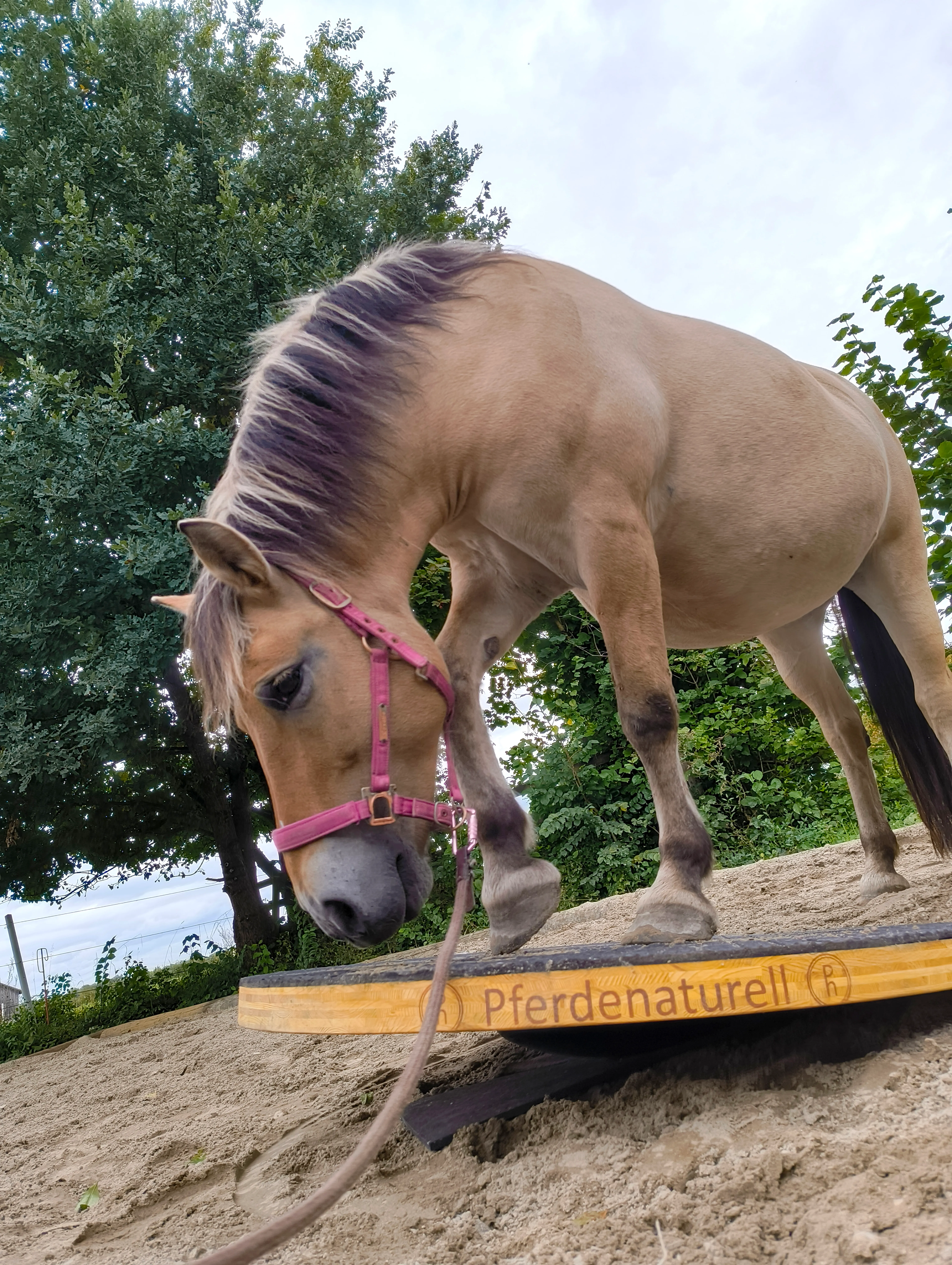 Rehabilitation – Pferd auf Pferdenaturell Balance-Board