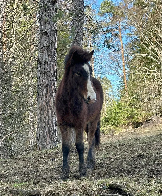 Loki – Dunkelbrauner Isländer Wallach