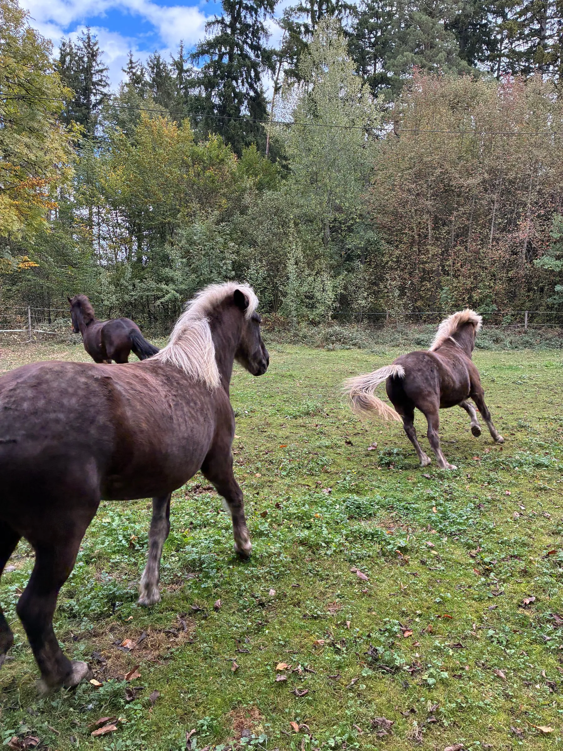 Die Isländer-Herde von Pferdenaturell im Galopp auf der Weide in Dorfreit im Chiemgau