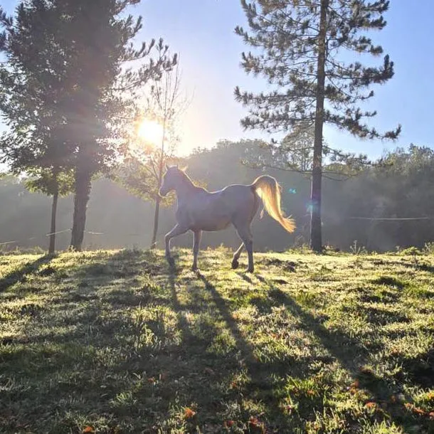 Pferdenaturell Retreat Santander – Finca in Spanien