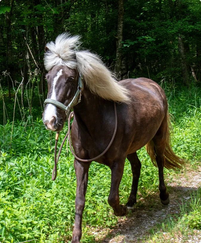 Willow – Windfarbene Islandstute